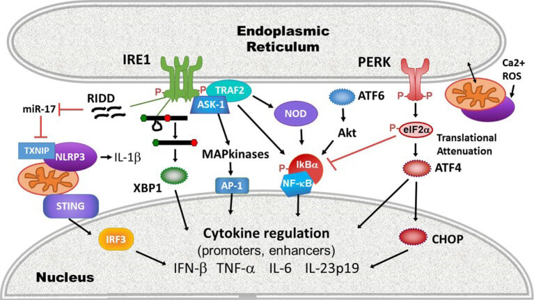 ER stress/UPR-mediated cytokine production