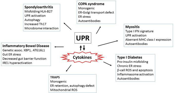 Role of the unfolded protein response (UPR) in autoimmune and autoinflammatory diseases