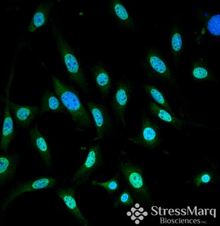 GRP78 Antibody ICC in Mouse Fibroblast Cells