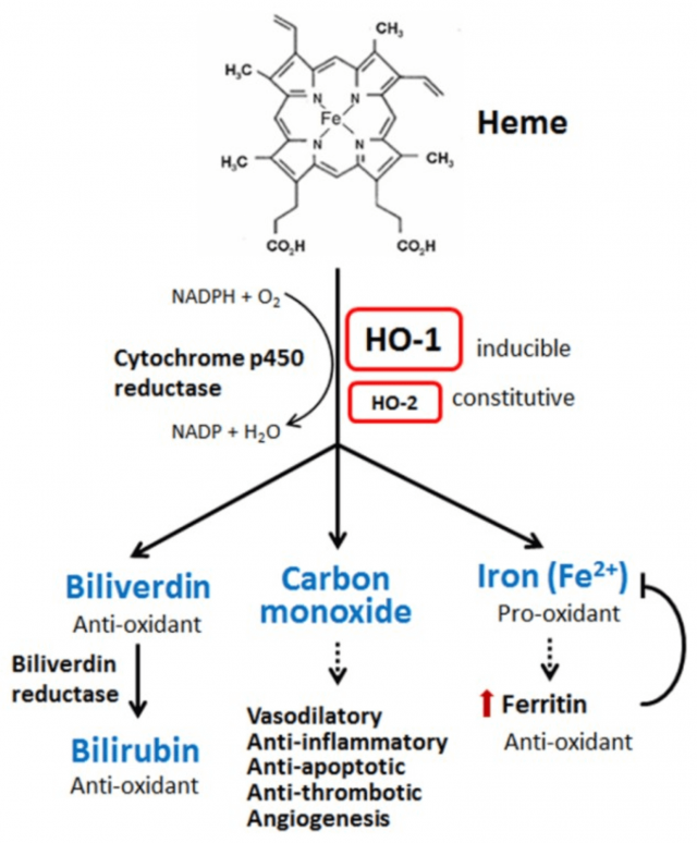 heme oxygenase: figures