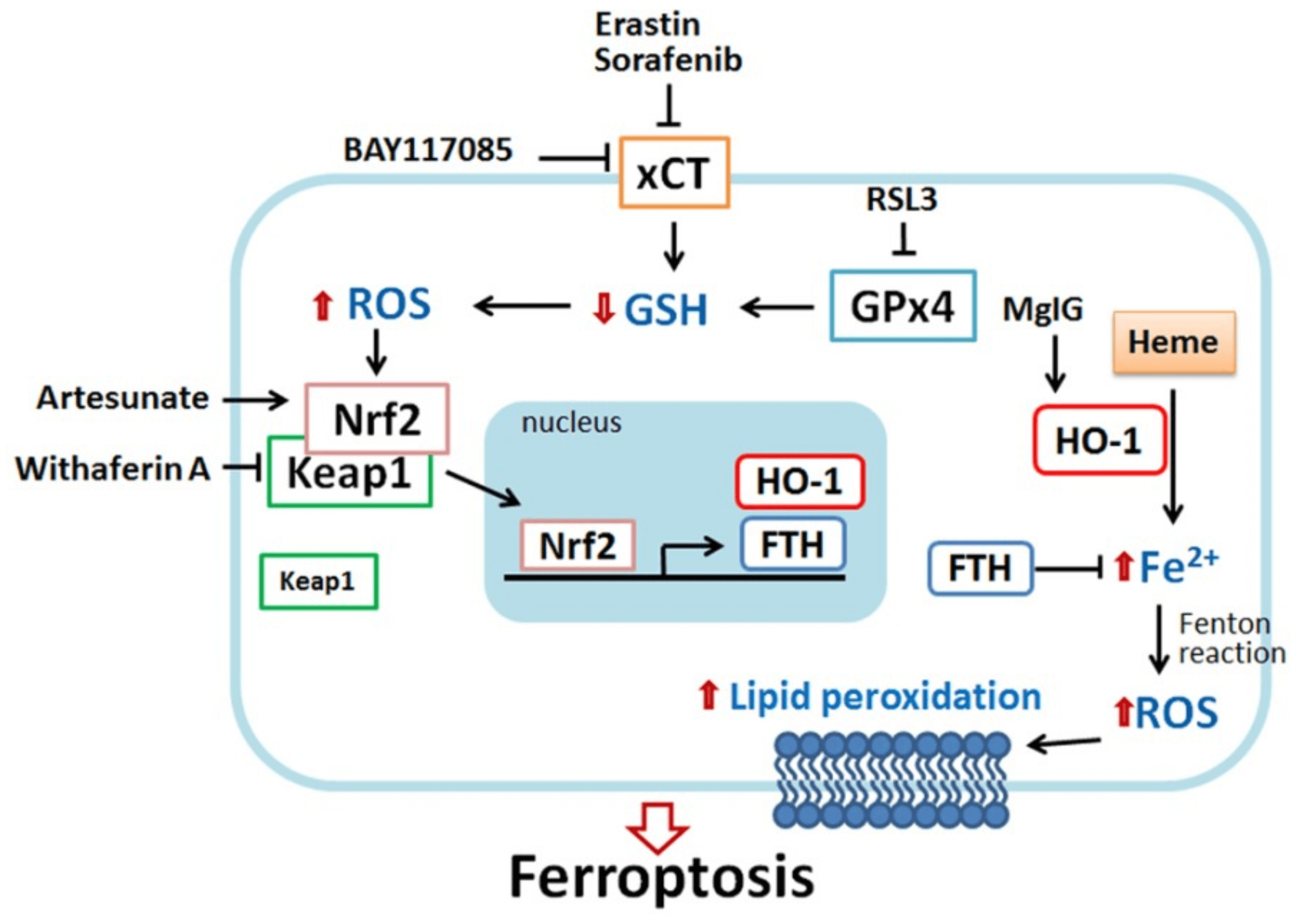 Role of HO-1 in ferroptosis (HO) reaction.