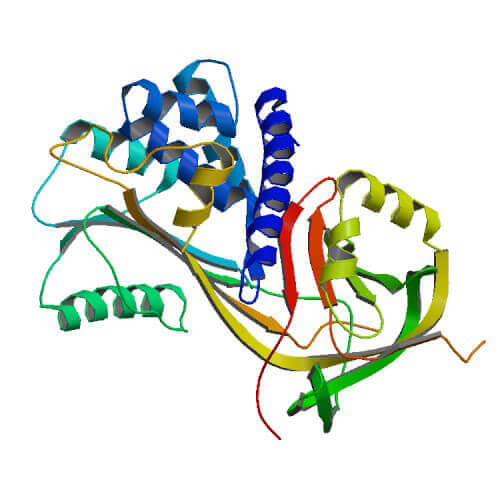 HSP47 Proteins