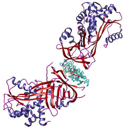 Overall structure of the Hsp47/procollagen complex