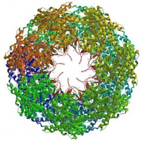 HSP60 Structure - crystal structure of HSP90