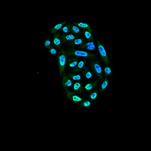 smc-163-hsp70-antibody-2a4-icc-if-human-cervical-cancer-cell-line-hela-40x-merge-1-png