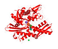 Ribbon and tube representation of the tertiary Hsp70-1 structure in the presence of ADP.