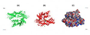 HSP70 Structure - Ribbon and tube representation of the tertiary Hsp70-1 structure in the absence (A) and presence (B) of ADP. (C) Electrostatic surface distribution of Hsp70 complexed with ADP.