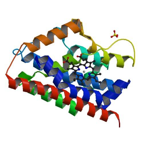 Primary structures of human heme oxygenases