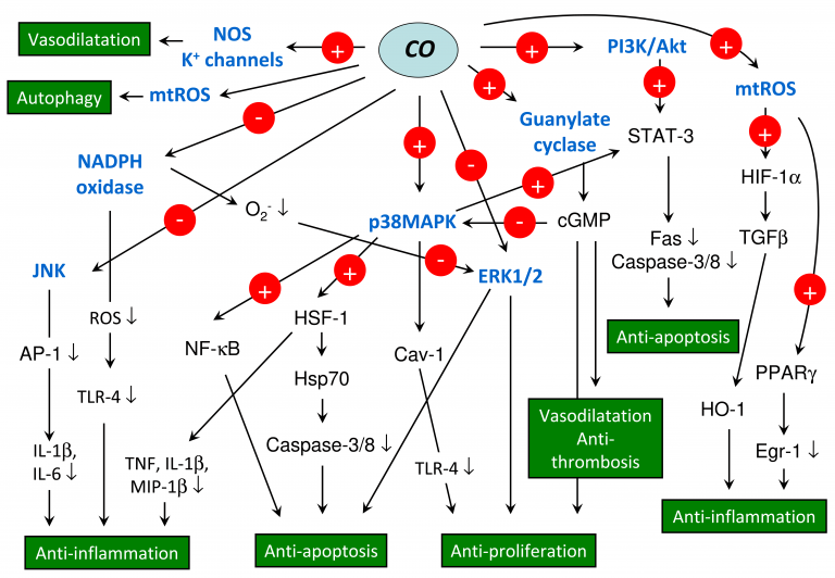 Signaling pathways mediated by carbon monoxide (CO).