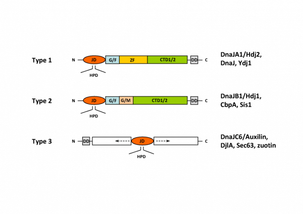 HSP40 Structure - Structural classification of DNAJ/HSP40 family members.