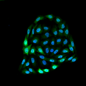 smc-113-hsp70-antibody-186-icc-if-human-cervical-cancer-cell-line-hela-40x-merge-1