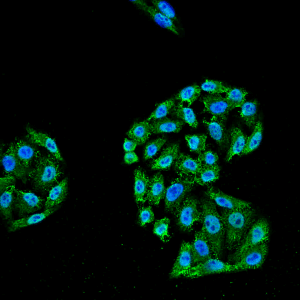 smc-162-hsp70-antibody-5a5-icc-if-human-cervical-cancer-cell-line-hela-40x-merge-1