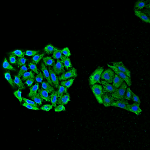 smc-164-hsp70-antibody-3a3-icc-if-human-cervical-cancer-cell-line-hela-40x-merge-1