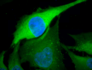 spc-103_hsp70_antibody_icc-if_human_heat-shocked-hela-cells_100x_merge