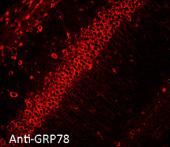 Anti-GRP78 Antibody staining in mouse hippocampus