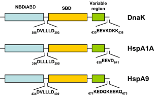 HSP70 structure diagram: Schematic representation of the domain structure of pro- and eukaryotic HSP70s