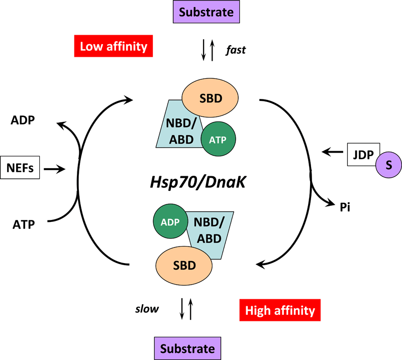 HSP70 Function -The Hsp70/DnaK chaperone cycle.
